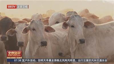 全球食品价格环比下降1.6%，联合国粮农组织发布最新数据